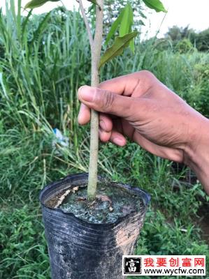 沉香苗什么时候种？沉香苗种植方法