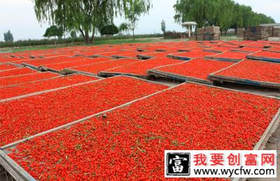 枸杞怎么种？枸杞苗种植技术方法