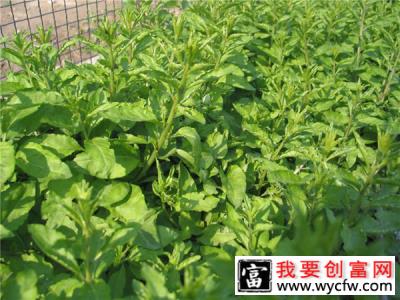 枸杞苗怎么种植？枸杞苗种植技术介绍