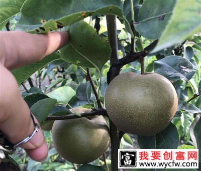 种植梨苗用什么底肥好？梨苗种植施肥方法