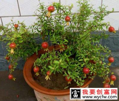 盆栽石榴如何种植？盆栽石榴的种植方法