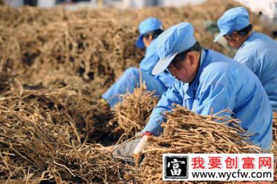 黄芪适合什么地方种植？黄芪的种植技术