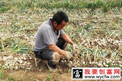 大蒜怎么种植？大蒜种植方法介绍