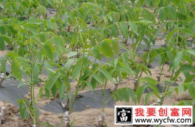 碧根果种植几年挂果？碧根果种植技术