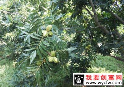 碧根果种植几年挂果？碧根果种植技术