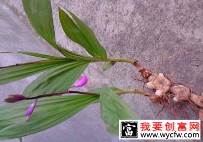 白芨种植前景如何？白芨种植技术介绍