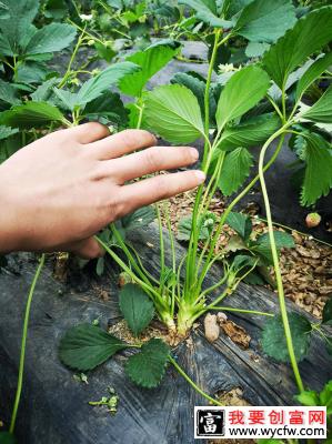 大棚草莓种植方法有哪些？大棚草莓种植技术教程