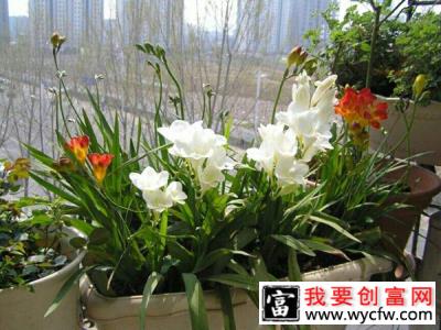 这5种球根花卉适合冬季水培