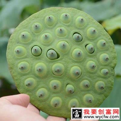 莲花种子怎么种植？莲花种子种植方法