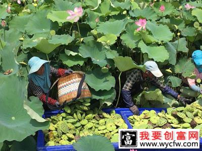 莲花种子怎么种植？莲花种子种植方法