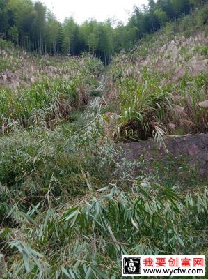 毛竹种植几年可以成林？毛竹种植方法和注意事项