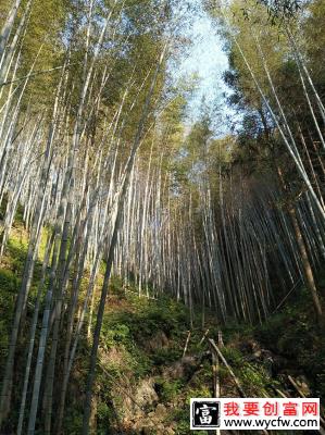 毛竹种植几年可以成林？毛竹种植方法和注意事项