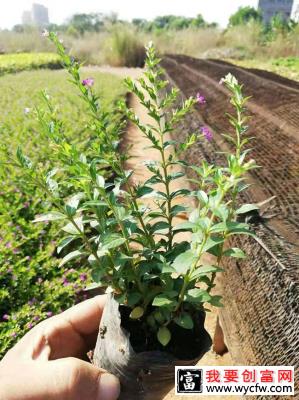 满天星籽怎么种植？满天星种植方法