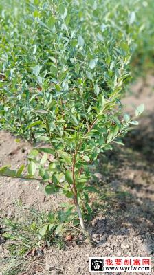 蓝莓苗是怎么栽种的？蓝莓苗种植技术