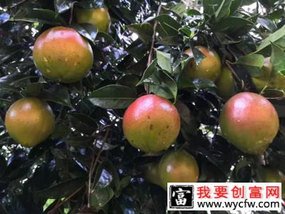 油茶树种植方法介绍 茶油树种植前景如何?