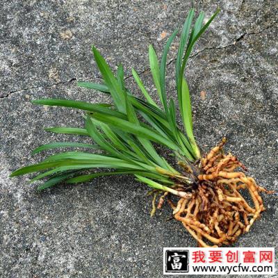 兰花种植土怎么配？兰花种植方法介绍