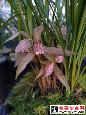 兰花种植土怎么配？兰花种植方法介绍