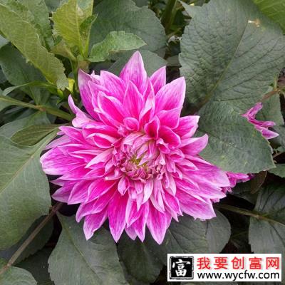 大丽花如何栽植？大丽花种植注意事项