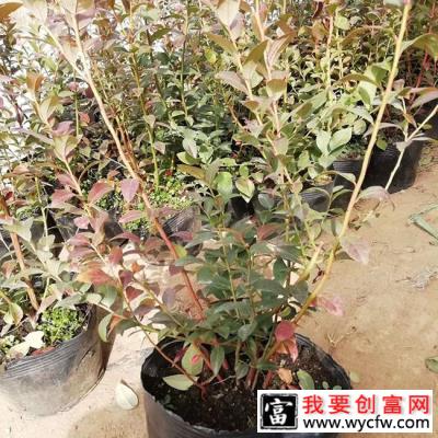 蓝梅种植适合什么温度？蓝莓什么时间种植？