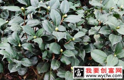 山茶花果实可以种植吗？山茶花种植方法和注意事项