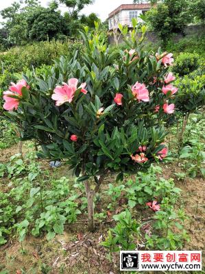 山茶花果实可以种植吗？山茶花种植方法和注意事项