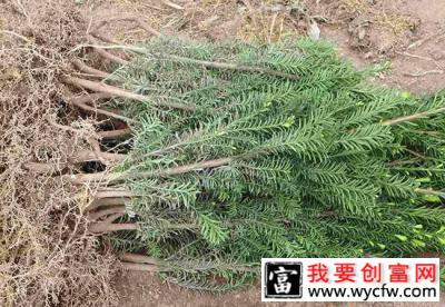 红豆杉苗怎么种植？红豆杉种植技术与管理方法