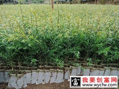 红豆杉苗怎么种植？红豆杉种植技术与管理方法