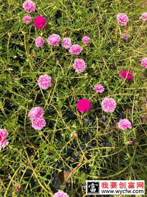 太阳花花籽怎么种？太阳花种植方法和时间