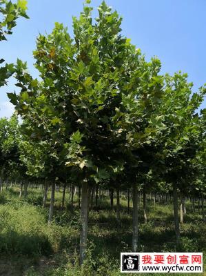 速生法桐种植密度多少？法桐种子种植方法