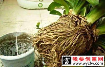 种植君子兰用什么花盆？