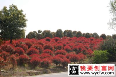 红叶石楠种子种植技术有哪些？红叶石楠种植技术