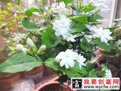 茉莉花怎样养成带桩盆景？