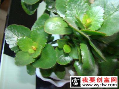 11月长寿花养护方法