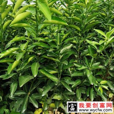 柑橘适合种植在哪里？柑橘种植技术与管理