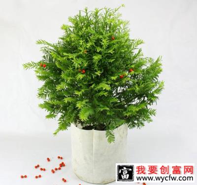 家里种植红豆杉摆放禁忌有哪些？红豆杉种植方法介绍