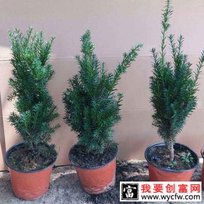 家里种植红豆杉摆放禁忌有哪些？红豆杉种植方法介绍