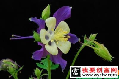 耧斗菜一年开几次花？