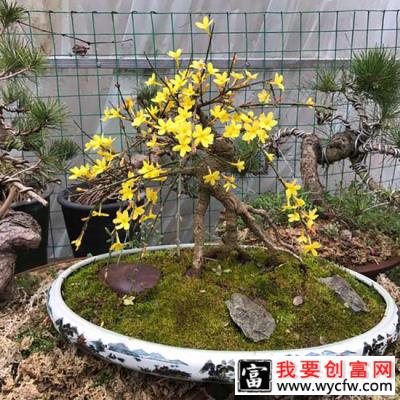 迎春花老桩盆景养殖方法