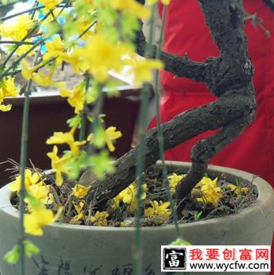 迎春花老桩盆景养殖方法