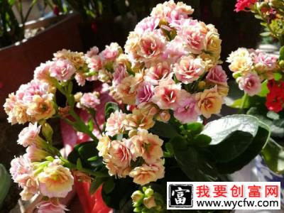 长寿花秋后这样养，40天后将迎来一大波花期！