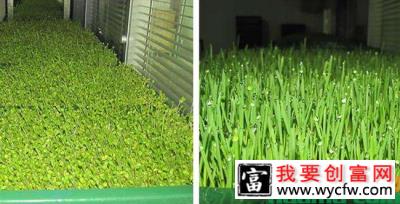 芽苗菜种植实拍图片.jpg