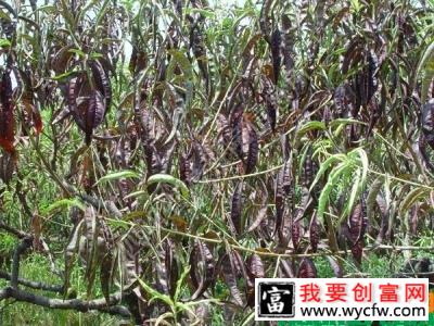 桃树常见病害有哪些？怎样种植预防桃树病虫害？