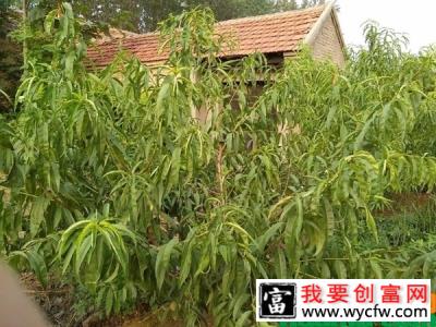 桃树怎么种植？桃树种植时间和方法分享