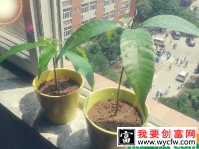 芒果树在北方能种植吗？芒果盆栽种植管理方法介绍