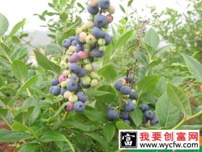 蓝莓苗多少钱一棵？蓝莓苗栽培技术方法有哪些？