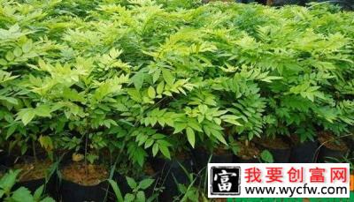 黄花梨树苗价格贵吗？黄花梨树哪里可以种植？