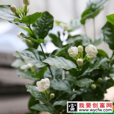 茉莉花什么时候开花？