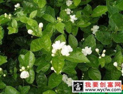 茉莉花开花时间