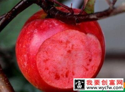 红肉苹果树施什么肥？红肉苹果树的种植管理技术