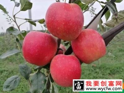 红肉苹果树施什么肥？红肉苹果树的种植管理技术